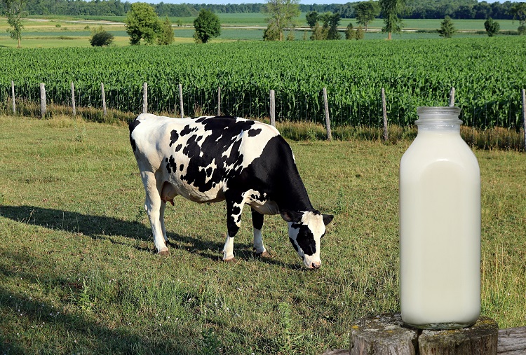 Ingesting cow’s milk whereas breastfeeding linked to decreased food hypersensitivity chance