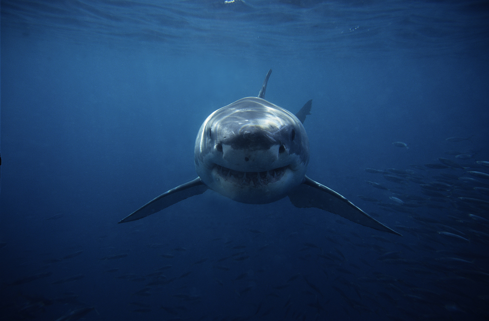 10 times sharks made our jaws plunge in 2020