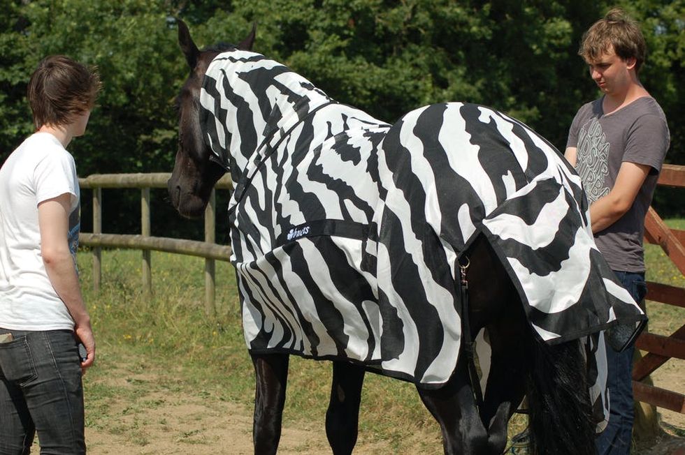 Scientists Dressed Horses as Zebras to Be taught What Stripes Are For