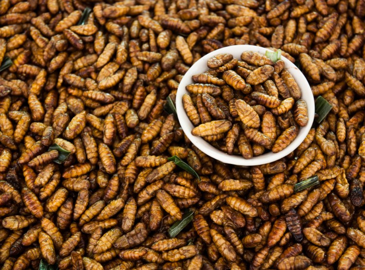 Style and luxury ‘key’ to promoting insect-primarily based mostly fully meals, examine finds