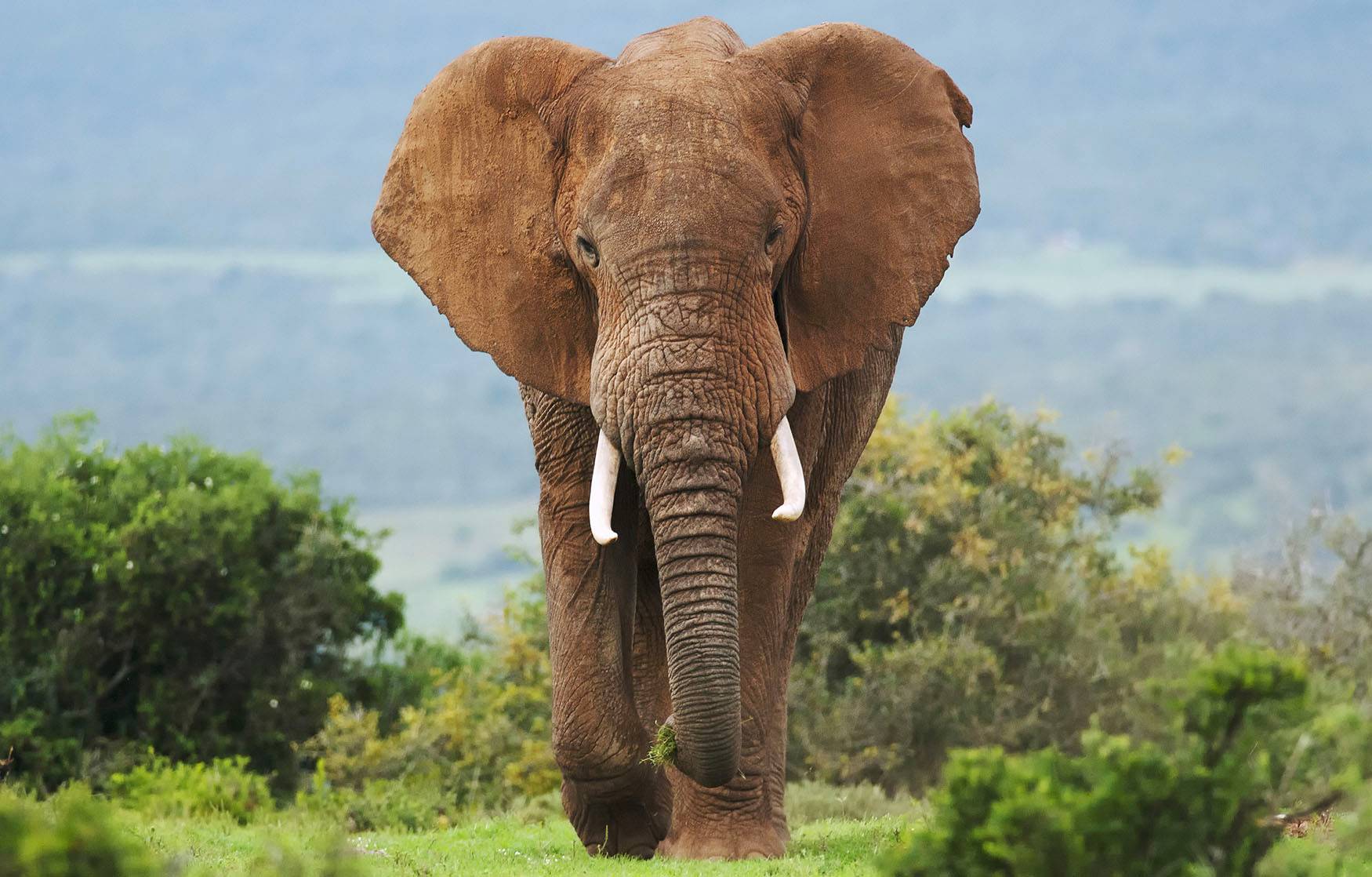 Illegal elephant ivory is selling on eBay