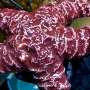 In altering oceans, sea stars can also very successfully be ‘drowning’