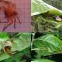 Proof of huntsman spider rising leaf entice for a frog chanced on in Madagascar