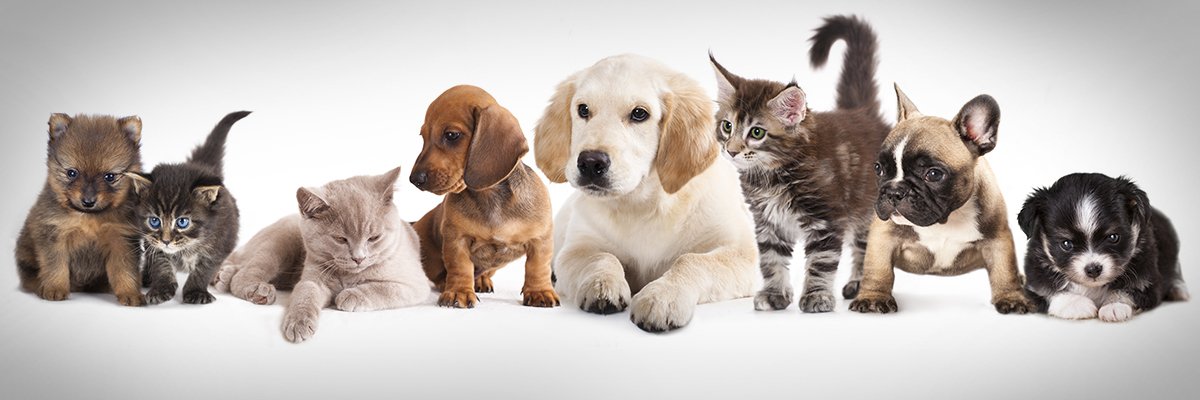 Nordic startups carry out advances in pet tech