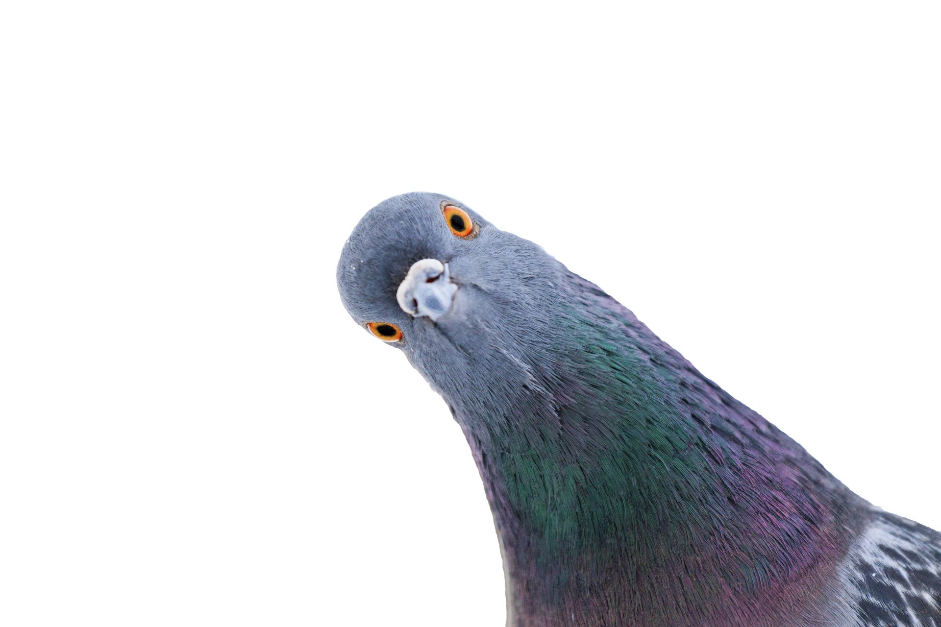 This COVID pigeon myth from Australia is proof folks have lost their minds