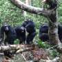 Chimpanzee associates fight together to fight opponents