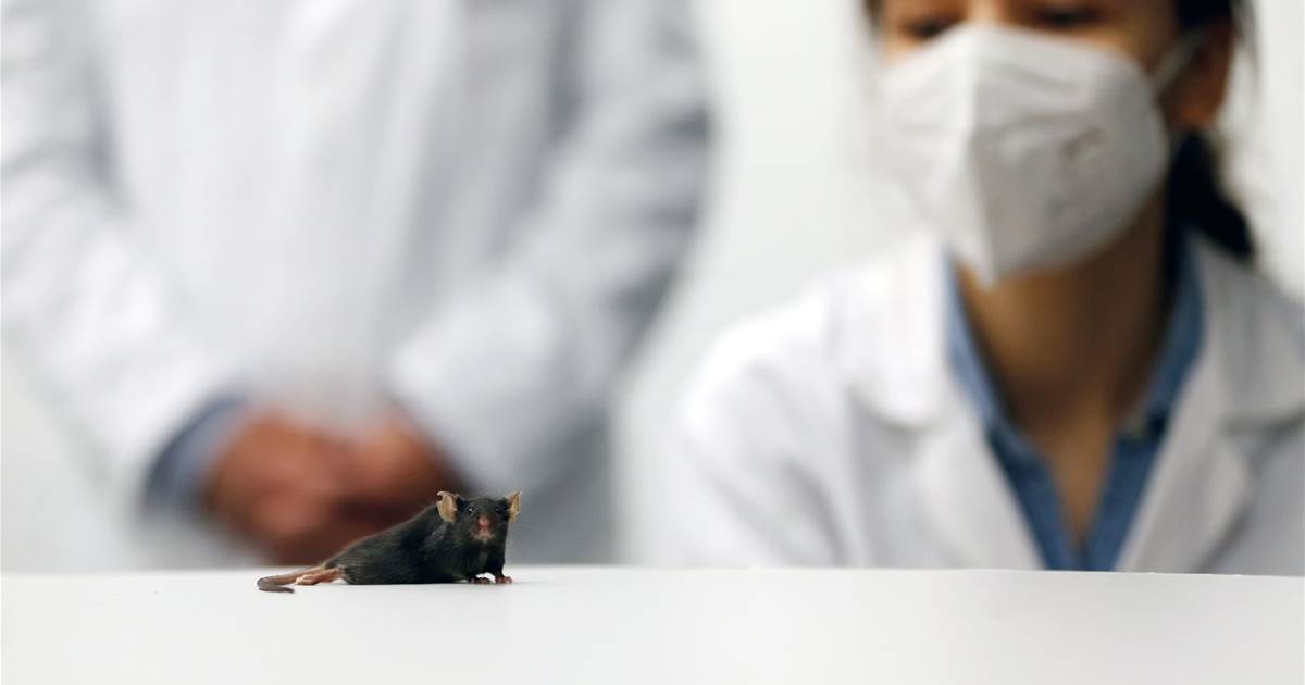 German scientists fabricate haunted mice stroll as soon as more