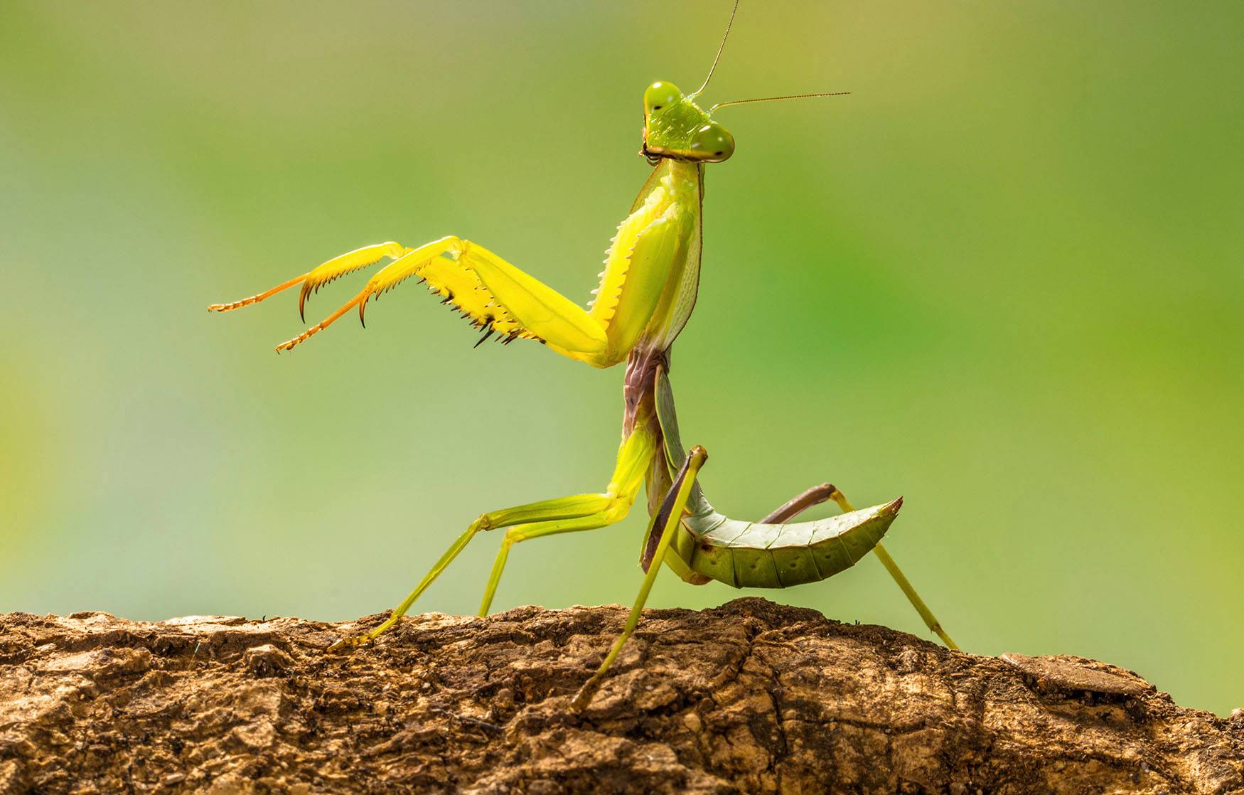 Researchers noticed mantis sexual deathmatches… for science