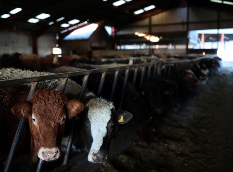 Brexit butchers EU commerce for Scottish red meat producers