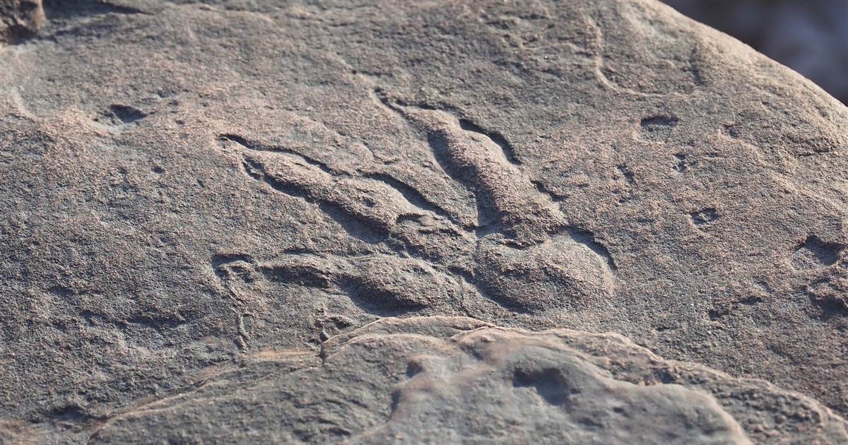 Four-year-feeble woman discovers 220 million-year-feeble dinosaur footprint at a seaside in Wales