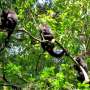 Territorial, expert navigators: The dark howler monkeys of Mexico