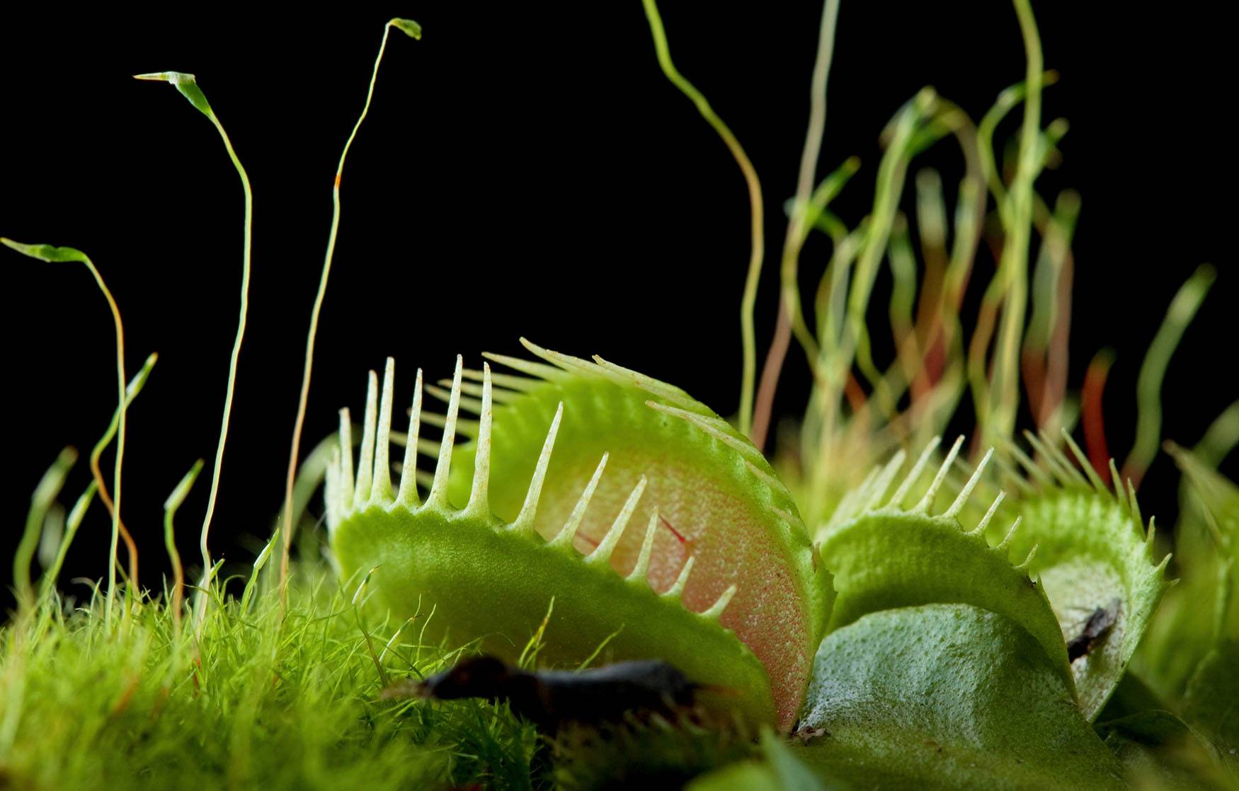 Venus flytraps are even crazier than we knowing