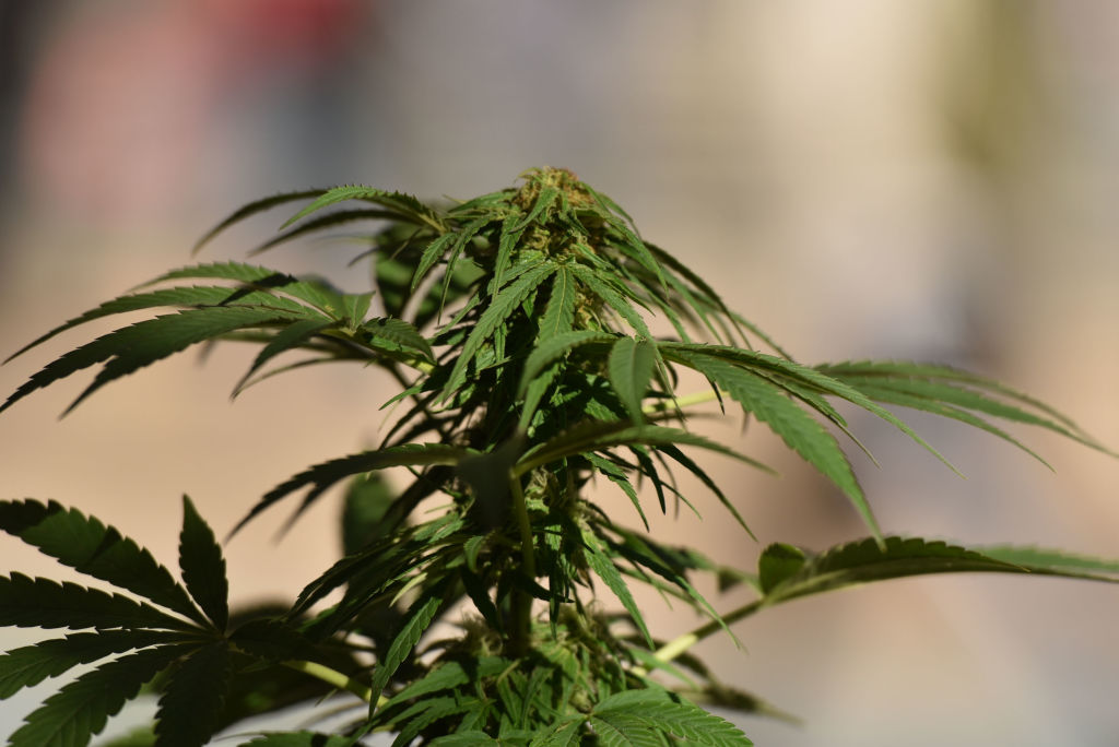 Virginia Lawmakers Roam Marijuana Legalization Payments