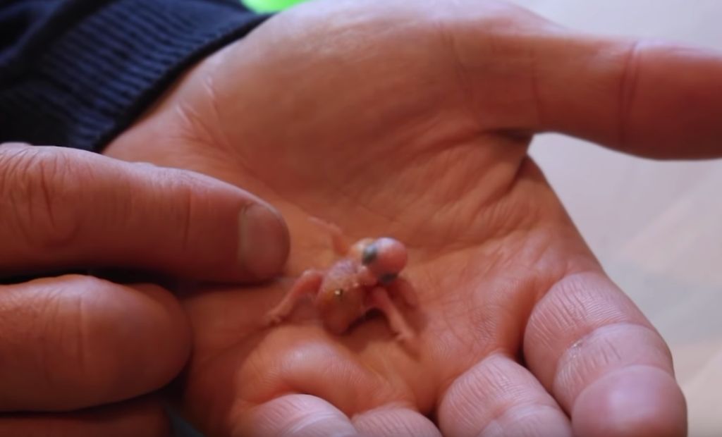 Guy hatches and raises a stranded parrot egg