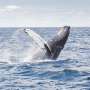 Inquire: Humpback whales are likely to be no longer studying their songs from one one other