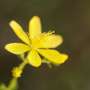 St. John’s Wort plant life attend as inexperienced catalyst