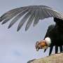 Scientists and indigenous individuals unite to assign Colombian condor