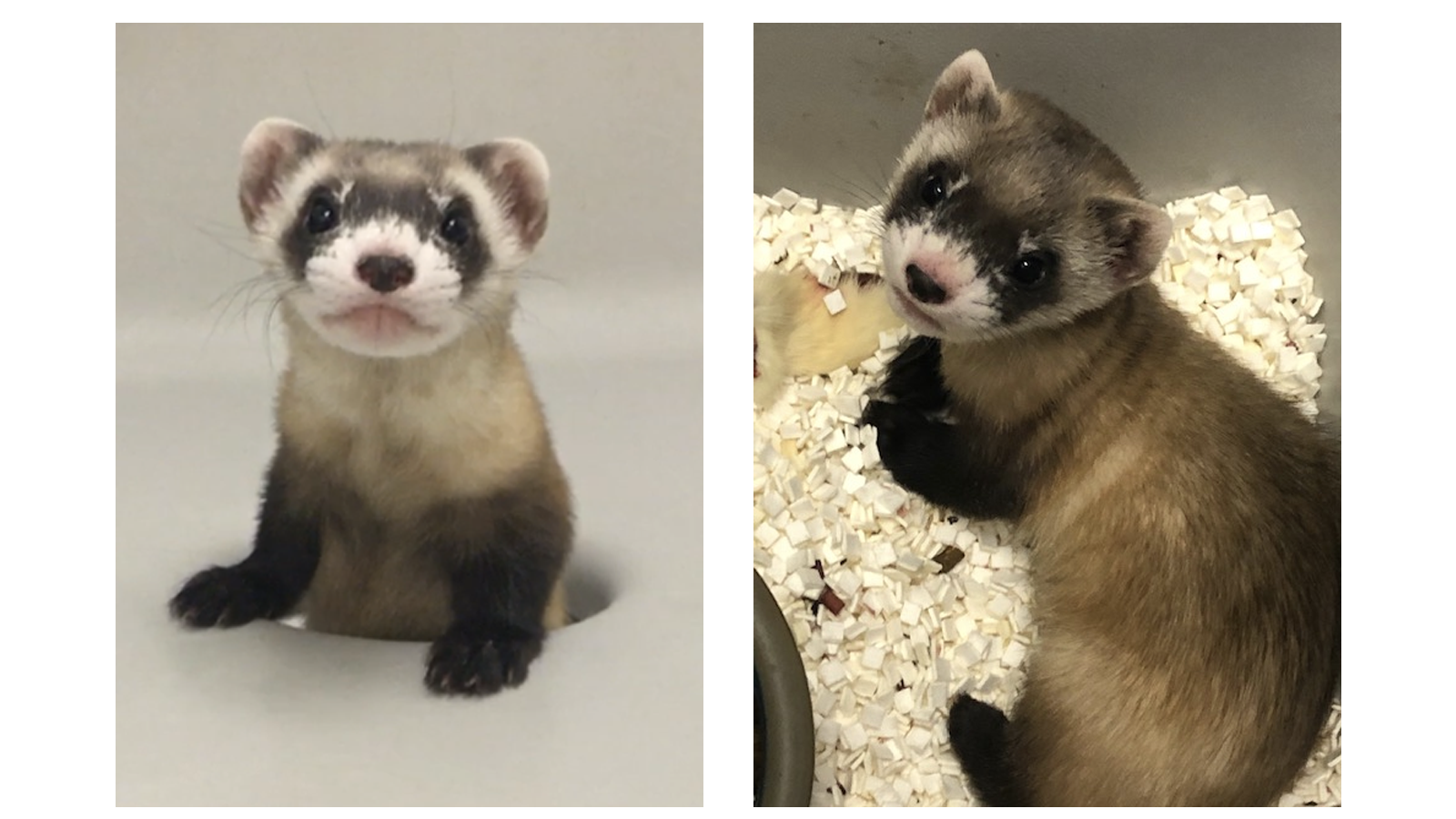 Scientists Cloned an Endangered Dark-Footed Ferret (And It is Mountainous Adorable!)