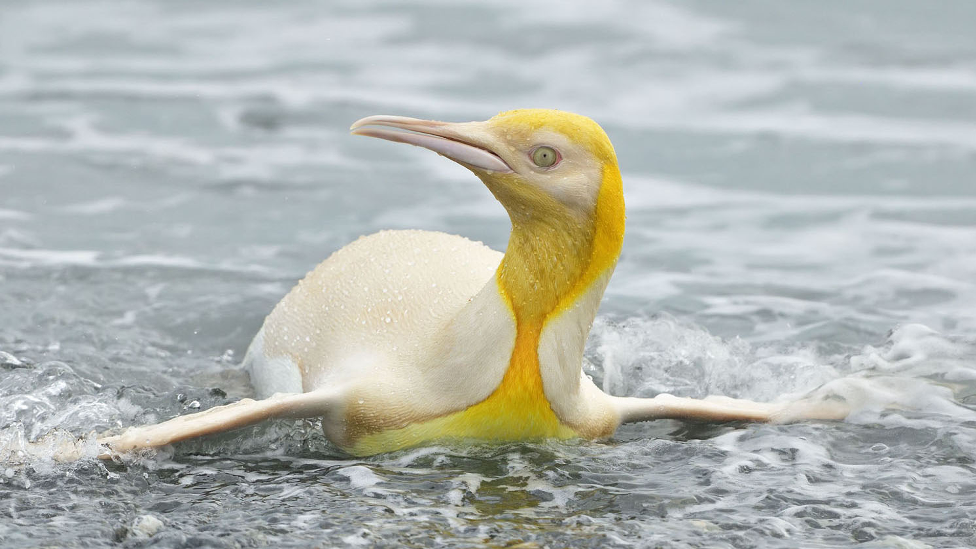 Test Out This Honest Uncommon Yellow Penguin Captured by a Wildlife Photographer