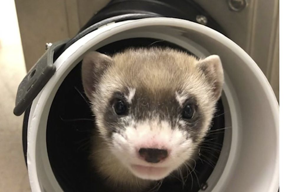 This Ferret Died 33 Years Ago. Scientists Elegant Brought Her Support to Life.