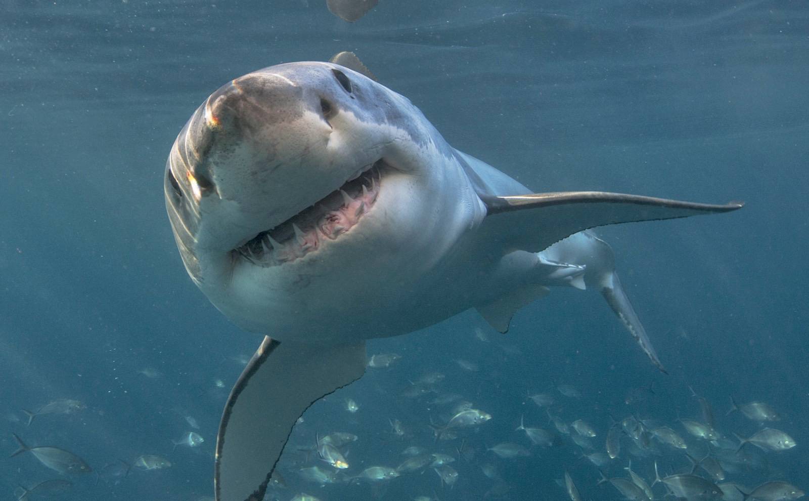 Mutated shark with a ‘human face’ stumbled on by fisherman
