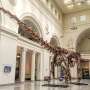 Argentine titanosaur would possibly per chance well be oldest but: survey