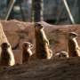 Scientists show screen meerkats’ response to returning zoo company