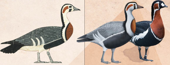 4,600-365 days-Worn Egyptian Painting Depicts Extinct Species of Goose