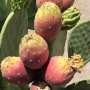 Scrutinize presentations cactus pear as drought-tolerant slash for sustainable gas and food