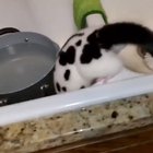 Ferret taking a tub