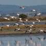 Flamingos poisoned by unlawful lead pellets in Greek lagoon
