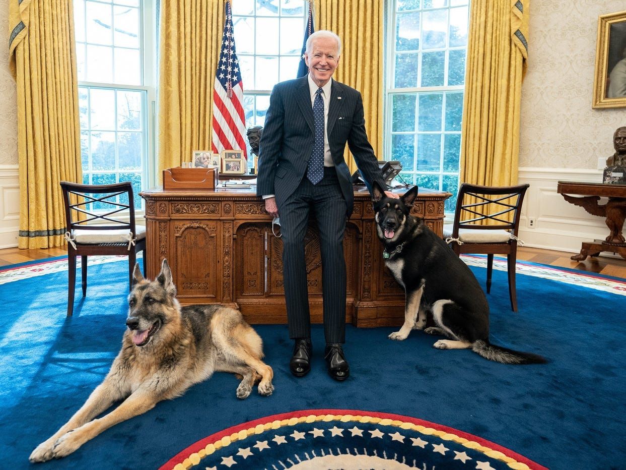 Biden’s German shepherds had been despatched home to Delaware after a ‘biting incident’ with White Condominium security officers