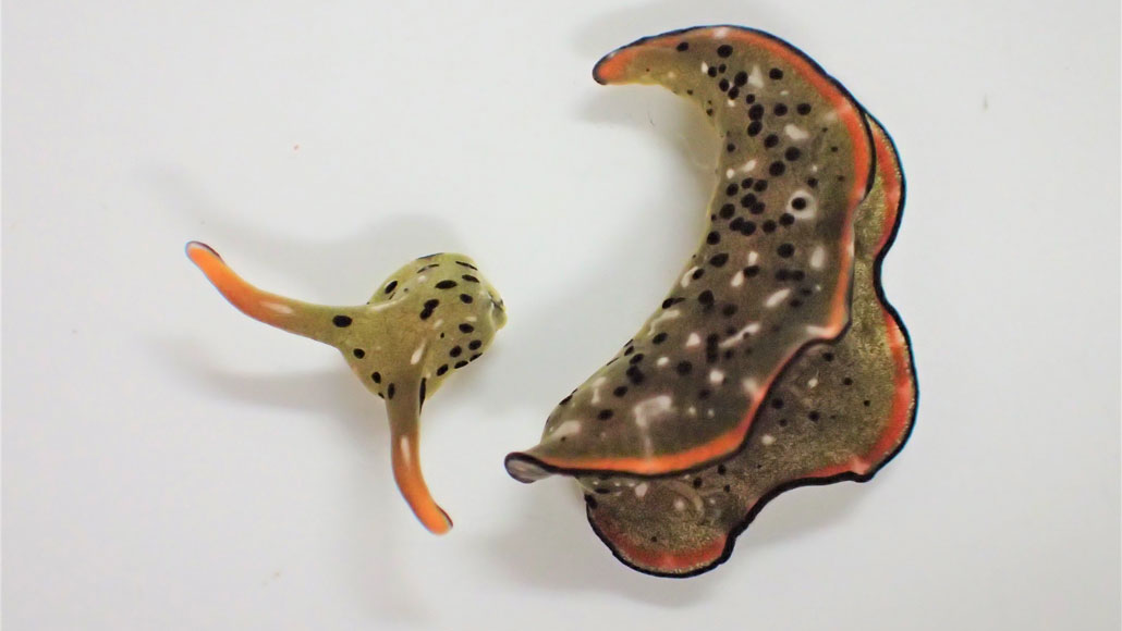 Researchers seek for a sea slug’s quiet head can hump round and develop a total recent body