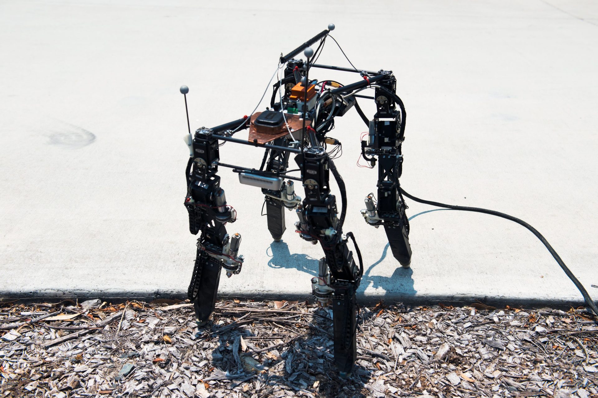 Possess a Shape-Shifting Robotic Prowl the Sizable, Depraved World