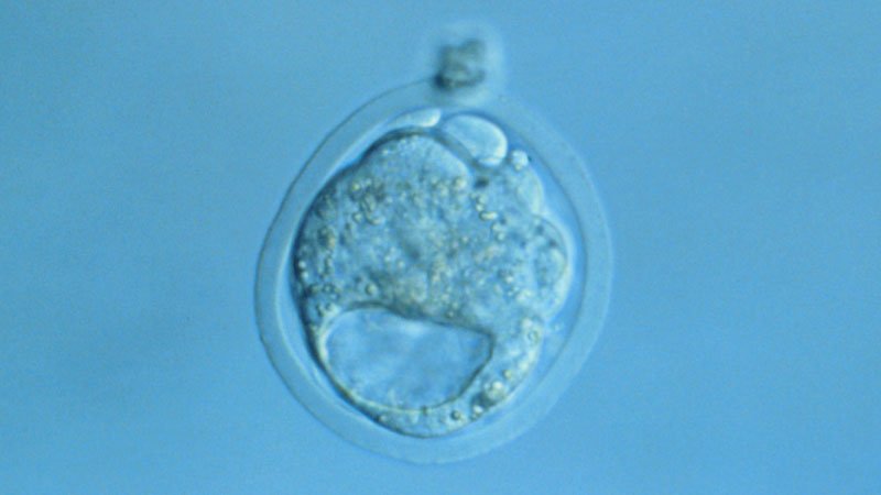 Researchers Edge Closer to Rising Human and Mice Embryos