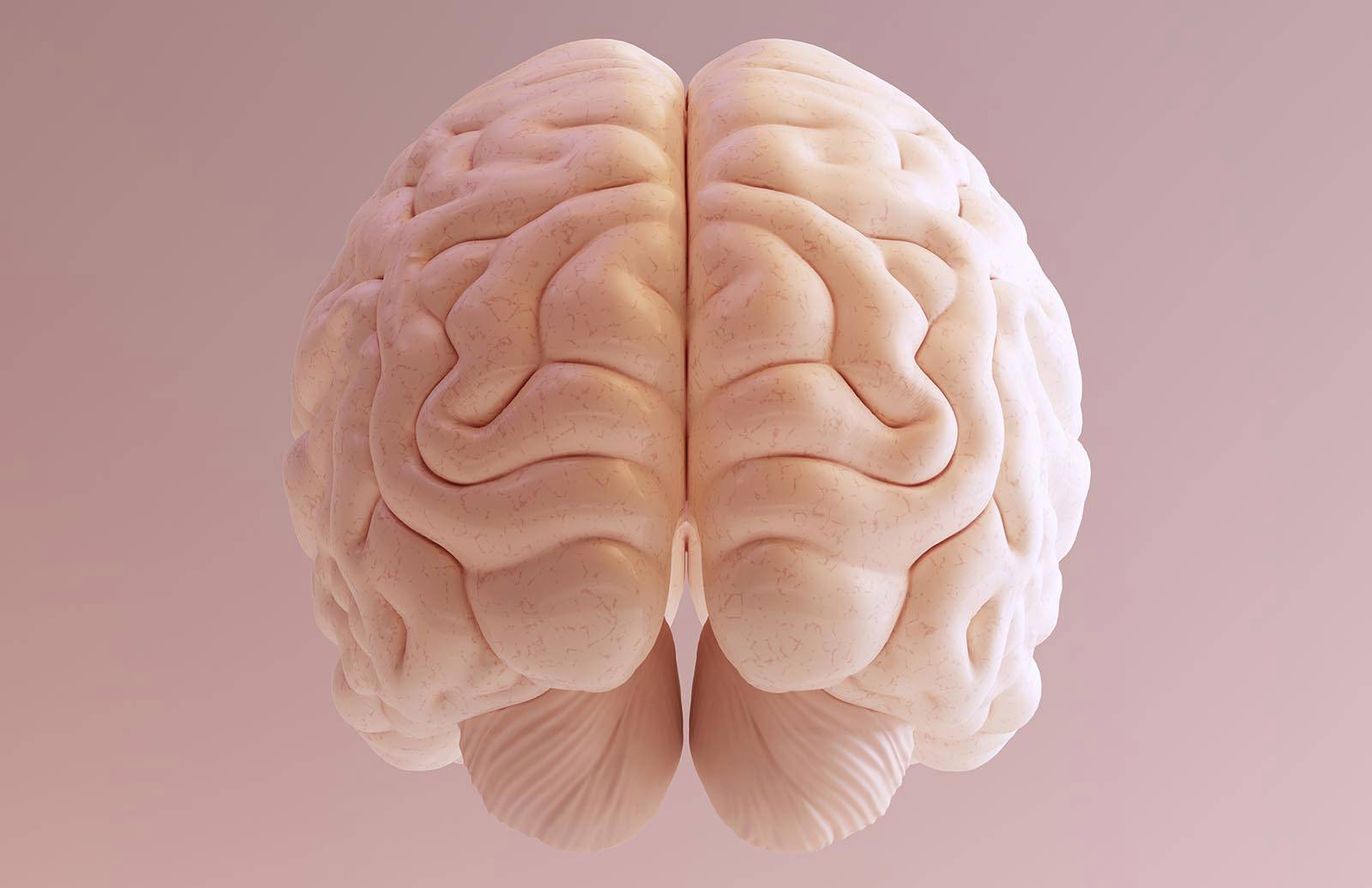 Scientists learned why other folks enjoy huge brains