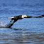 US document: Bald eagle populations soar in lower forty eight states