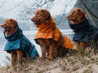The 5 supreme dog raincoats in 2021, per knowledgeable dog walkers and our testing