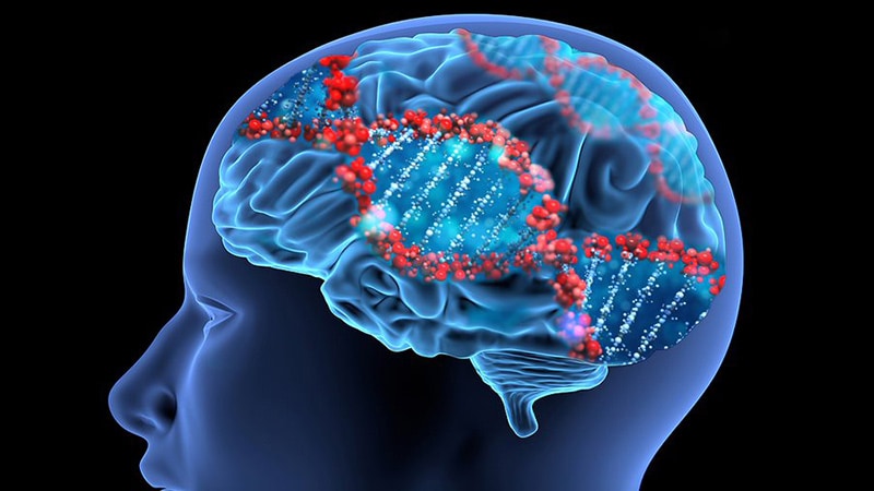 Discovery of Schizophrenia Gene Could possibly maybe well also Come Learn, Therapies