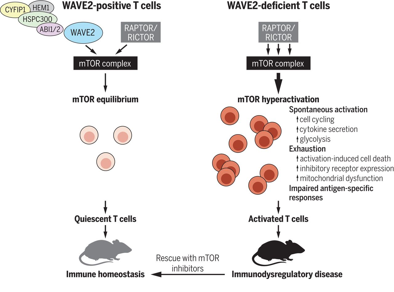 WAVE2 suppresses mTOR activation to attend T cell homeostasis and forestall autoimmunity