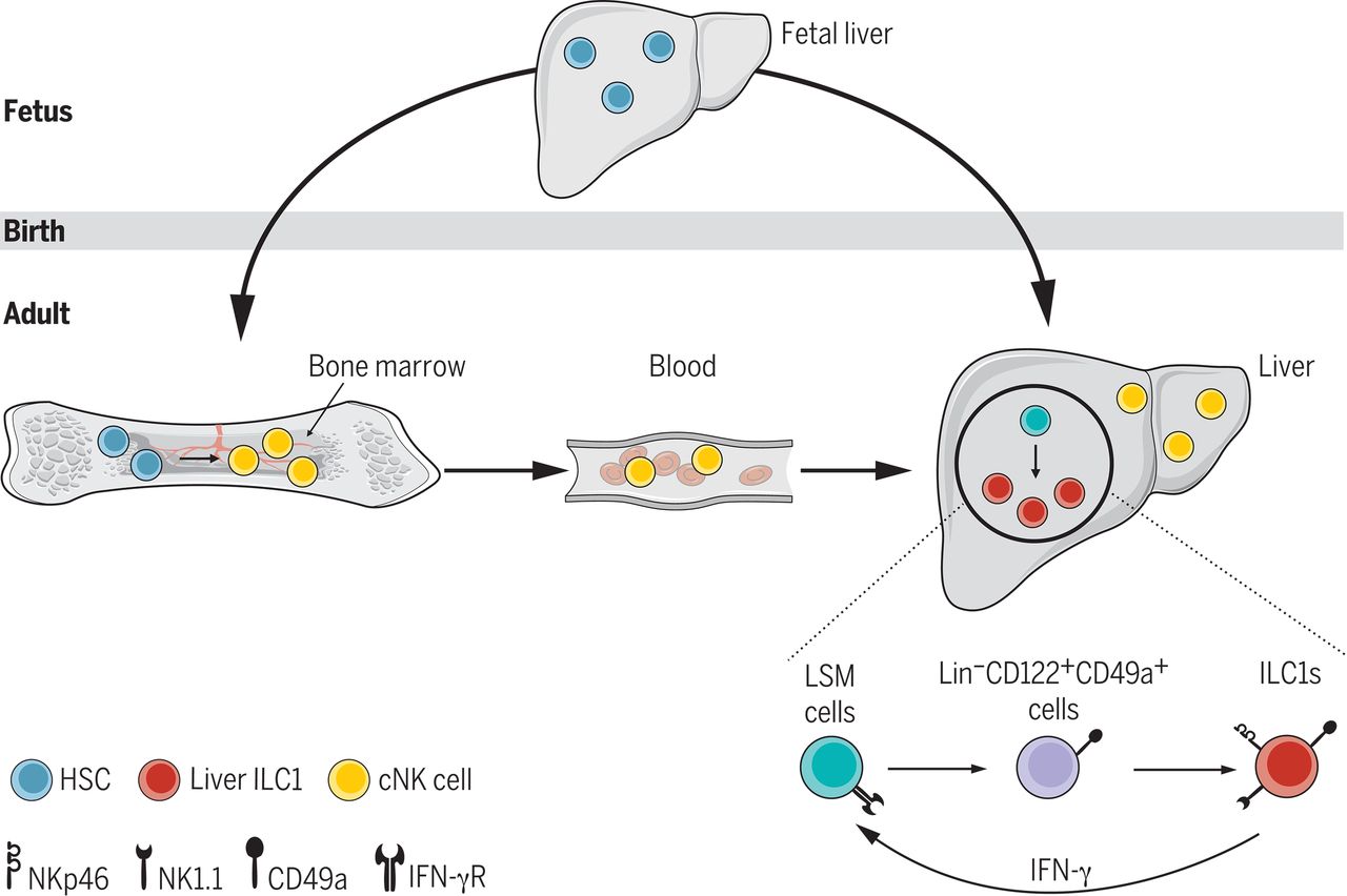 Liver form 1 innate lymphoid cells possess in the neighborhood via an interferon-{gamma}-dependent loop