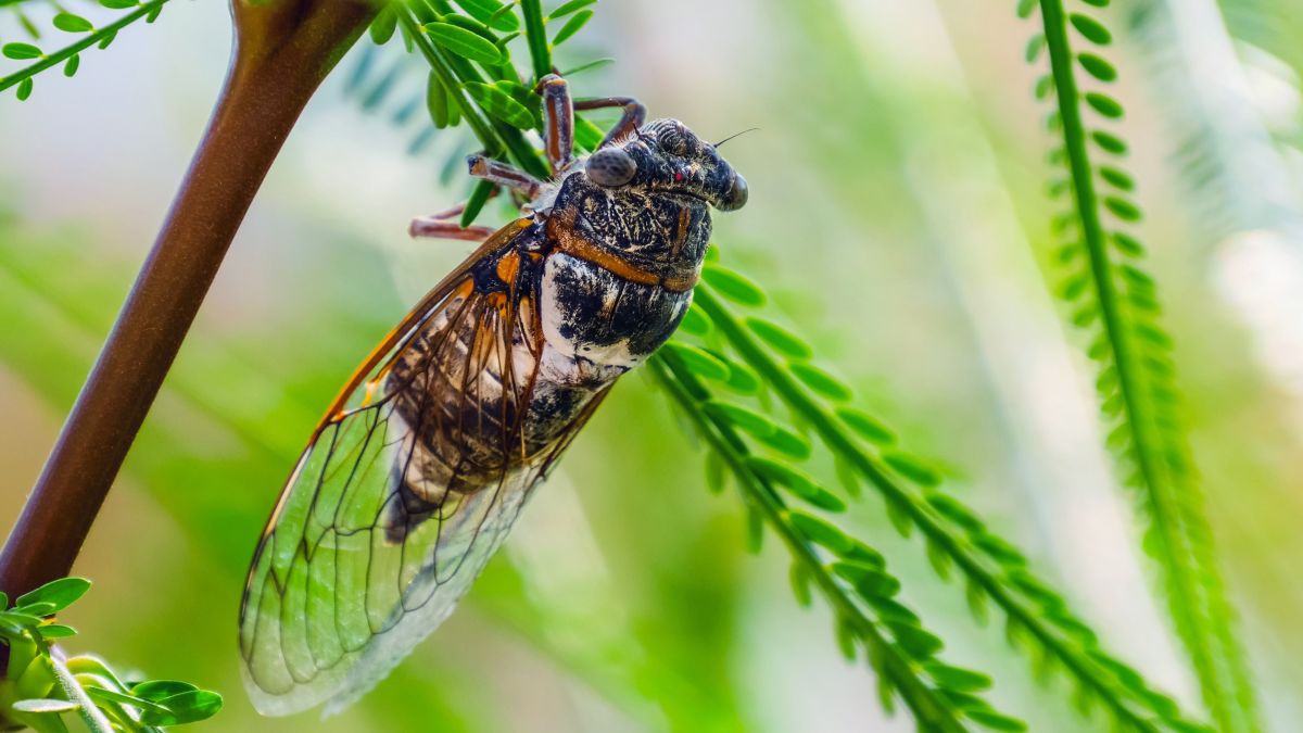 How to Win Rid of Cicadas When the Brood Arrives