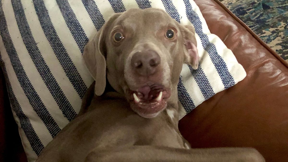 Submit the Most Meme-Grand Photo of Your Dog for a Chance to Catch $1,000