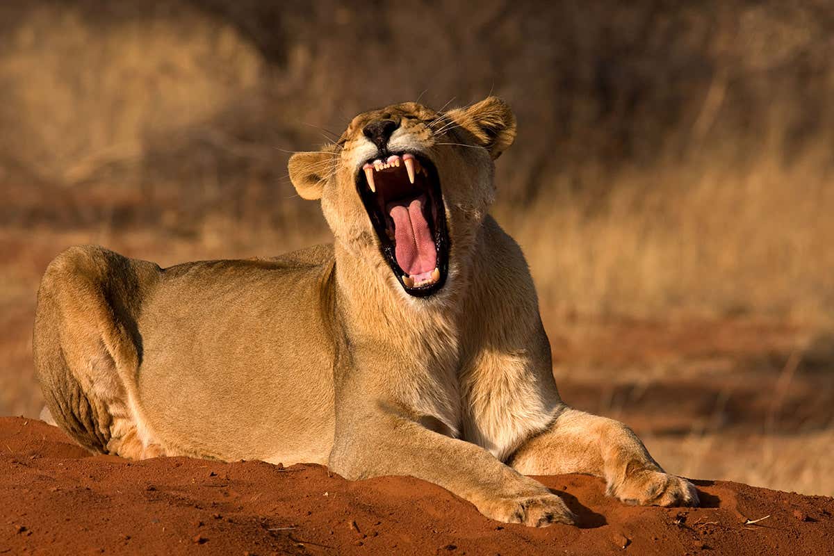 Lions spend yawns to signal to others that it’s time to fetch enchanting