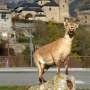 What is going to we study from vanishing wildlife species: The case of the Pyrenean Ibex