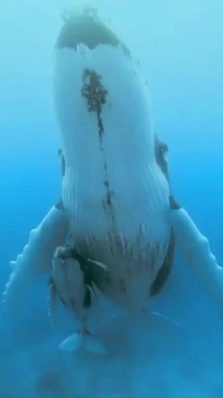 🔥 Aesthetic humpback whale with its infant