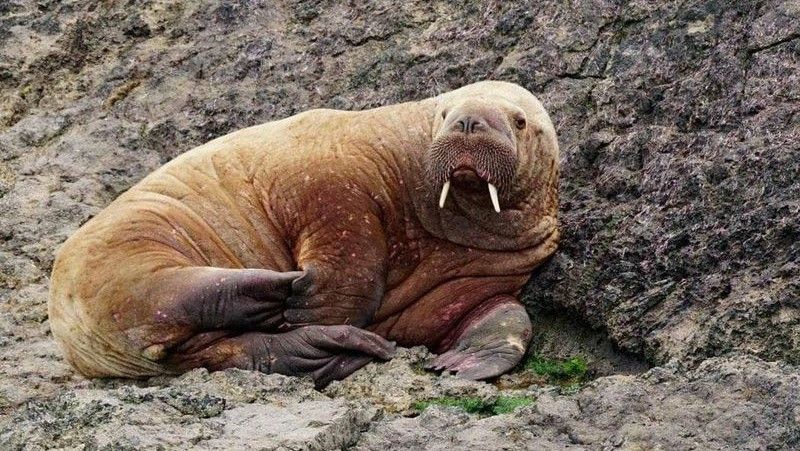 Arctic walrus that drifted to Eire is now hitching rides on passing ships