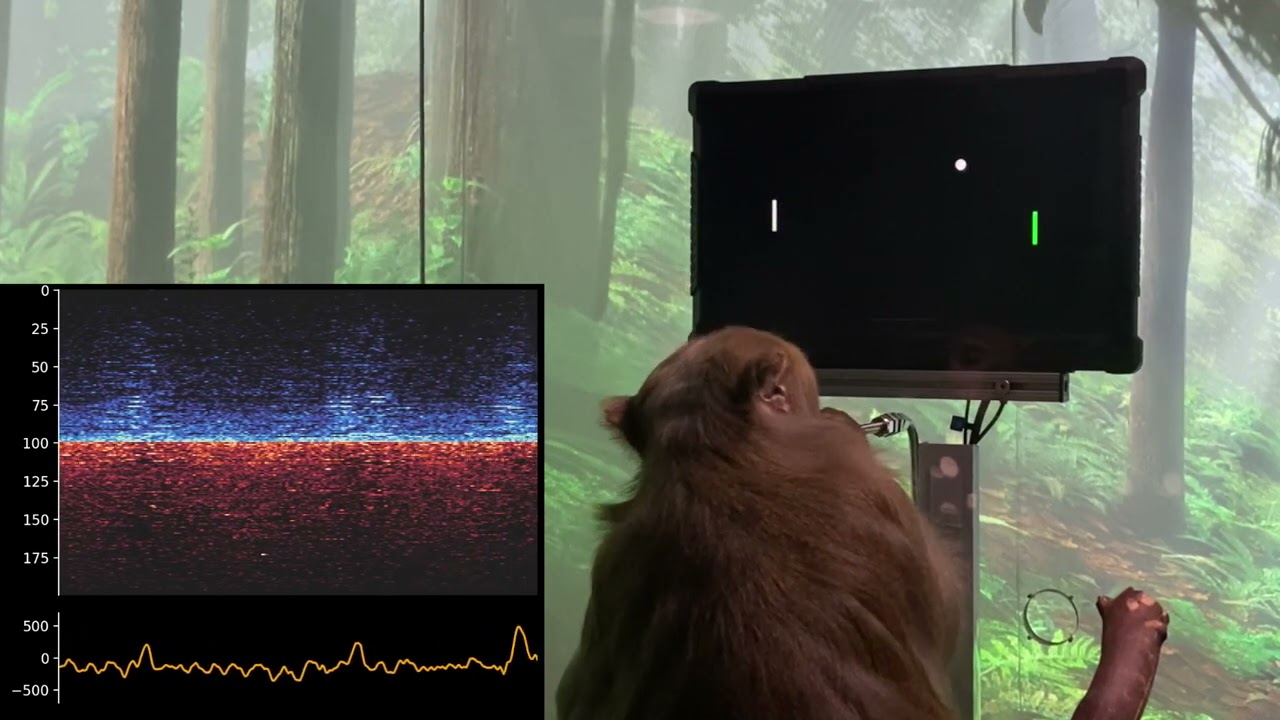 Monkey performs ‘MindPong’ with his Neuralink.