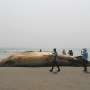 Two ineffective whales wash up on Bangladesh shoreline