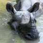 Rhino inhabitants in Nepal grows in conservation boost